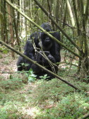 Gorillas mating.