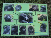 A familial diagram my guide provided of the Sabyinyo Group. Twelve members of the group are pictured but there are now fourteen. The silverback in the middle, named Guhonda, is the oldest and largest silverback known to live in these mountains. He is 40 years old and weighs 250 kilograms / 550 pounds. As you can see from this schematic, he keeps the ladies of the Sabyinyo Group busy!