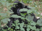 Gorilla! The first one I found was hiding behind some bushes.