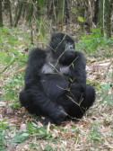 Chillin’, gorilla-style.
