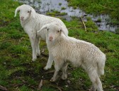 Some of the locals were curious what we were doing in their neighborhood.